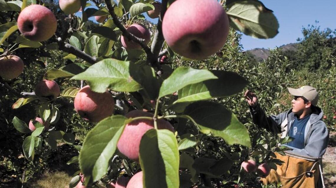 What’s in season at SLO County farm stands right now? Apples, avocados and more