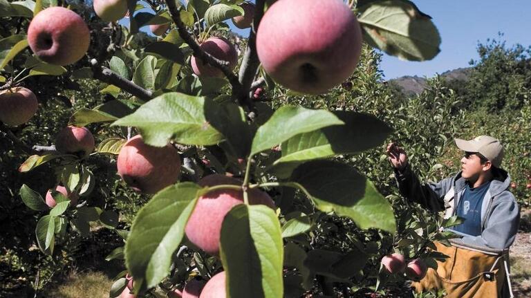 What’s in season at SLO County farm stands right now? Apples, avocados and more