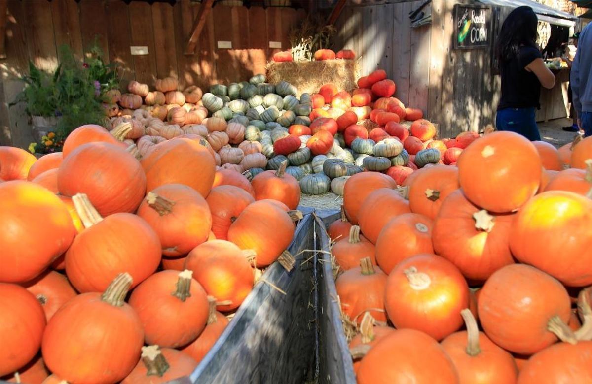 Piles of pumpkins await picking at the Avila Valley Barn.