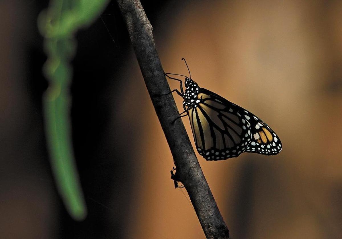 A monarch butterfly rests on a branch at the Pismo State Beach Butterfly Grove.