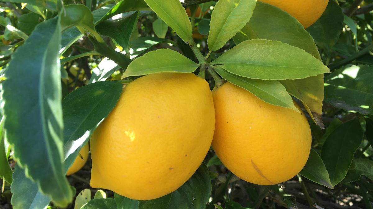Citrus trees offer a reminder to count our blessings and give thanks, according to retired San Luis Obispo therapist Linda Lewis Griffith.