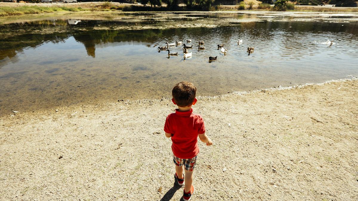 Ducks swim in the lake at Atascadero Lake Park.