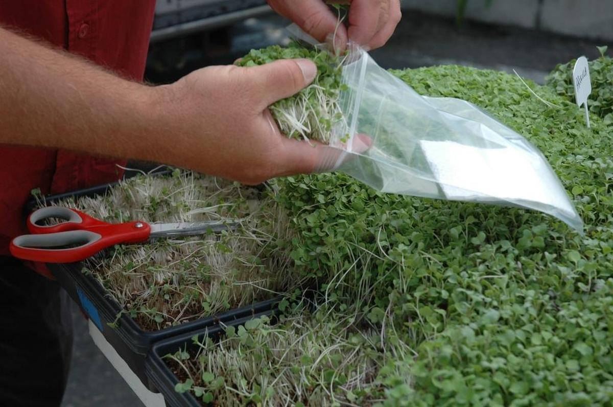 Microgreens from Gracious Greens in Grover Beach are cut to order for customers at local farmers markets.