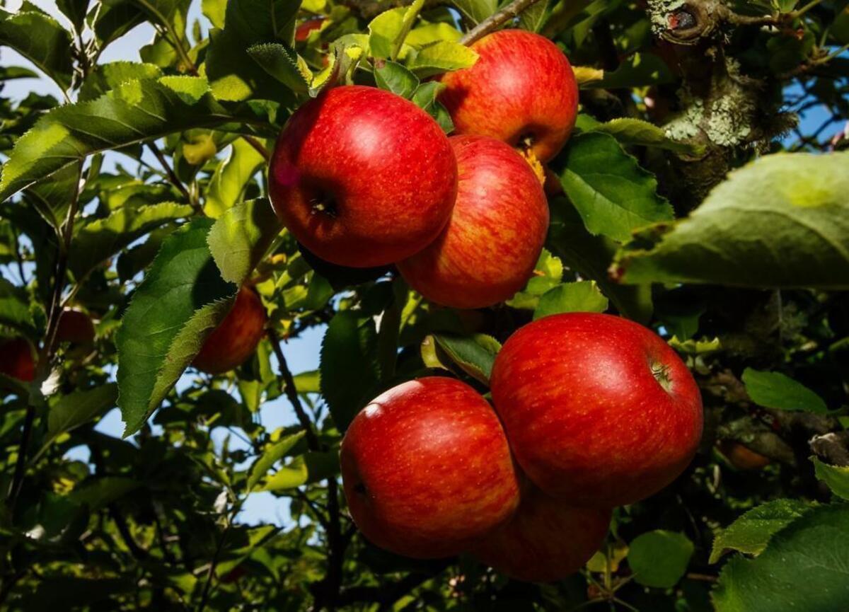 Apples hang on a tree at Creekside Farm in San Luis Obispo. The Avila Apple Festival returns to Avila Beach in September.