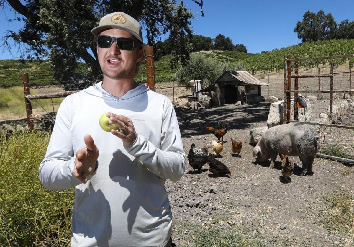 Viticulturalist Jordan Lonborg talks about biodynamic sustainability efforts at Tablas Creek Vineyard in 2017. Chickens and pigs are kept near the vineyard.