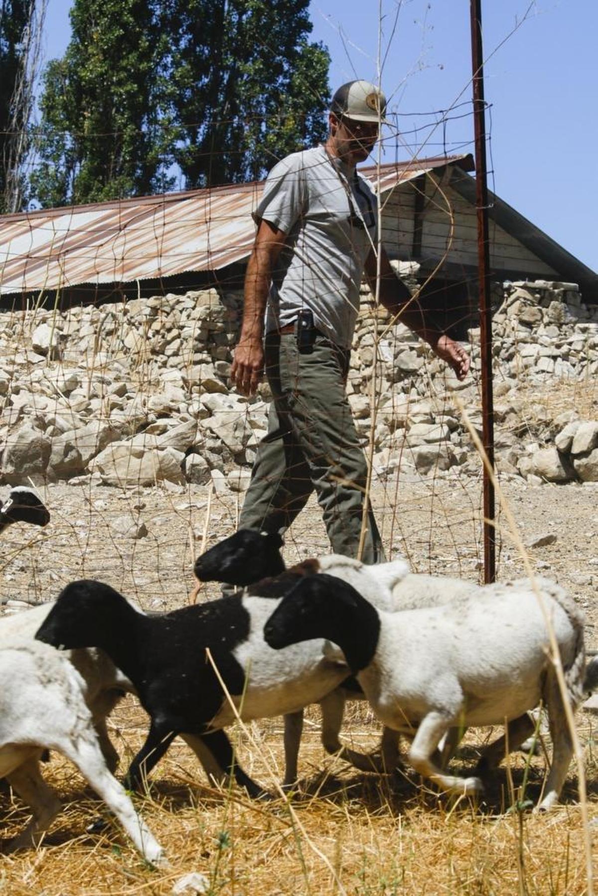 Tablas Creek is working to get its vineyards certified as biodynamic. Nathan Stuart is shepard, rotating animals between fields keeps them healthy.