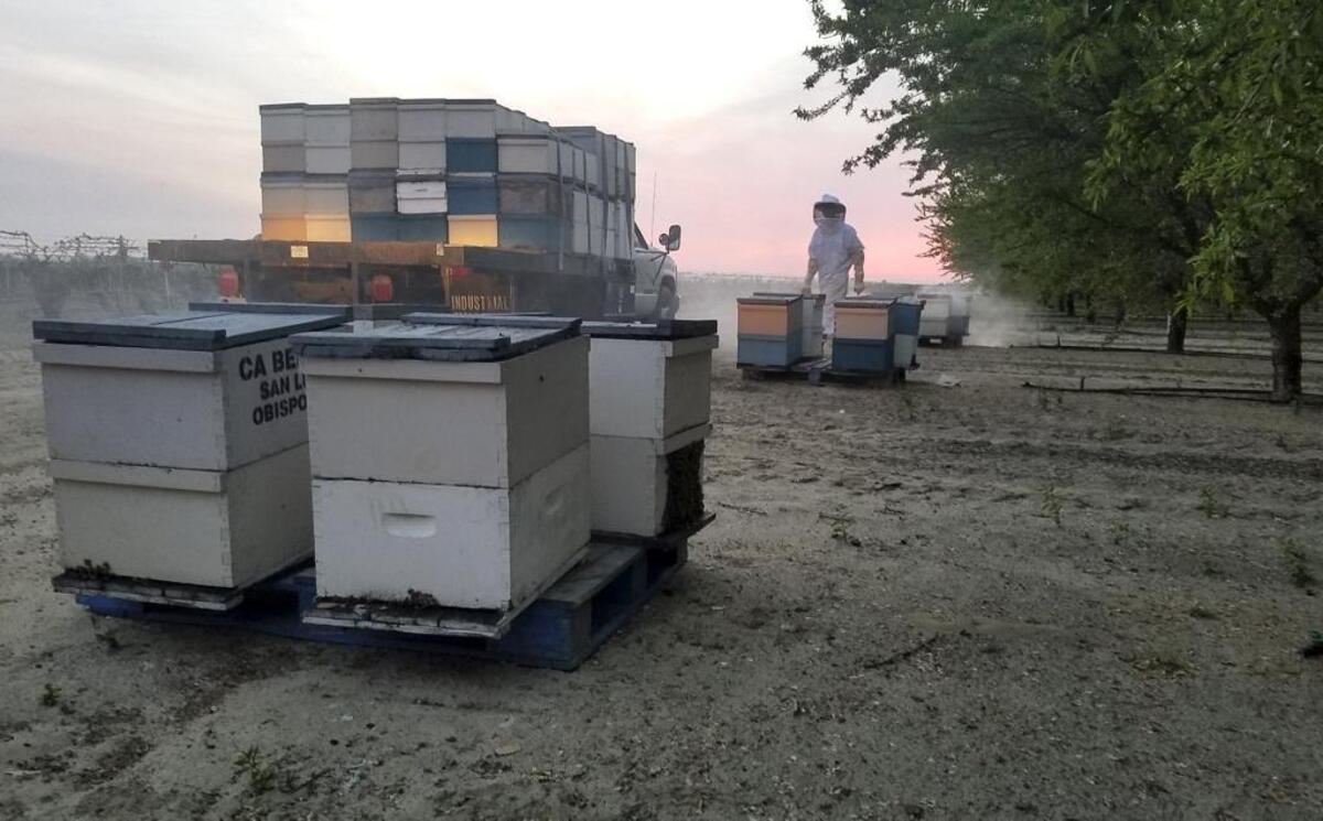 California Bee Company owner Jeremy Rose tends his hives.
