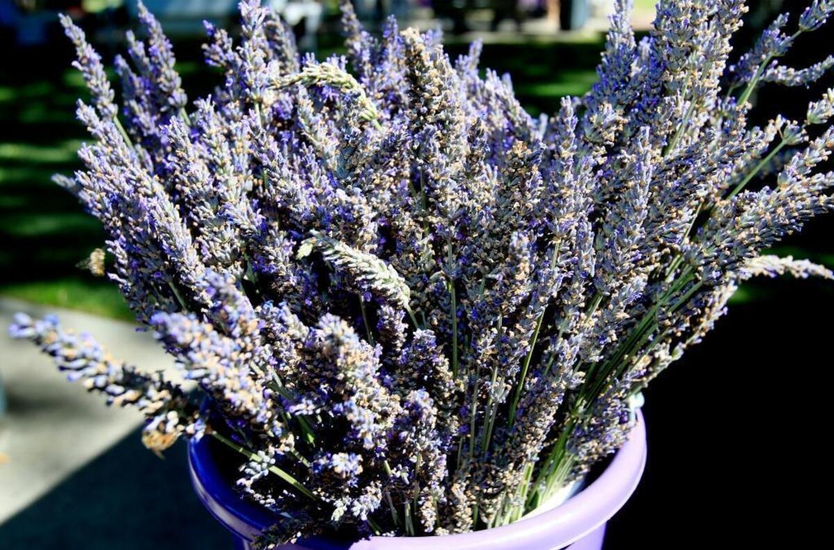 The Central Coast Lavender Festival will be held July 8 at Downtown City Park in Paso Robles.
