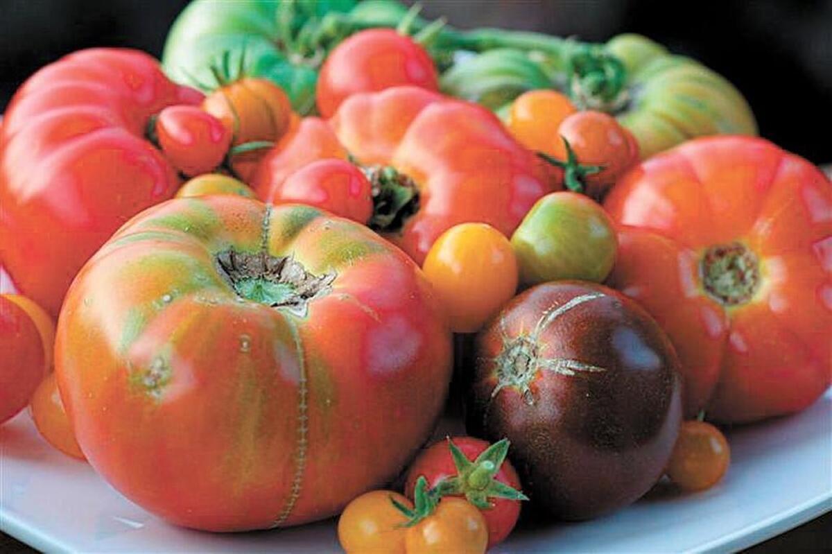 More than 40 tomato varieties will be available for tasting at the Heirloom Tomato Festival and Dinner in September at Windrose Farm in Paso Robles.