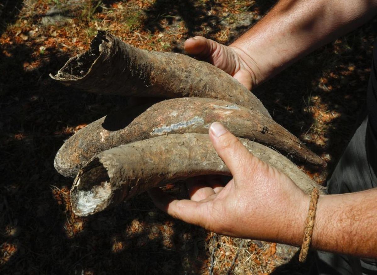 Mike Sinor - Every fall, he buries a cow horn filled with manure in the corner of his vineyard as part of the biodinamic process. The material breaks down and is mixed in water and sprayed on the ground to distribute active material to the root zone.