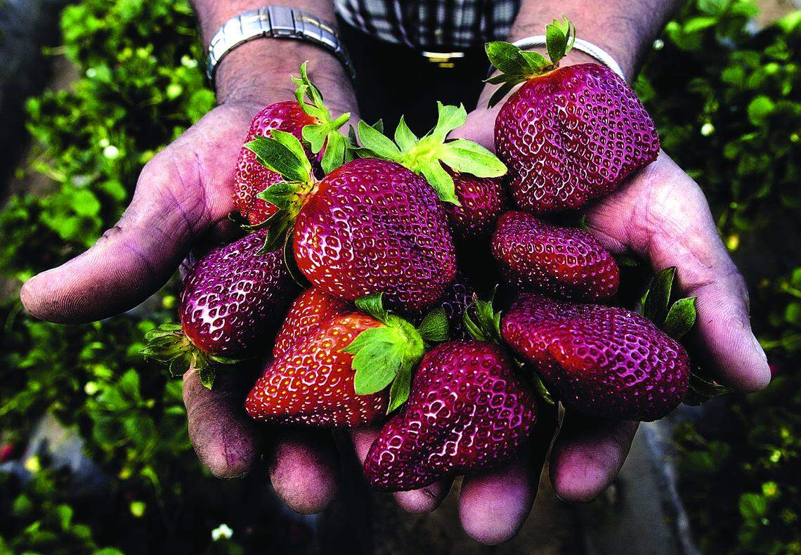 A farmer shows off some ripe strawberries at his field in Nipomo. Both of Nipomo’s weekly farmers markets will have closed by the end of 2018.