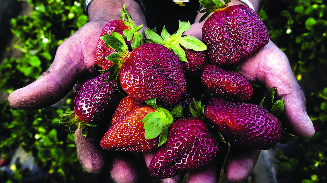 The Plant Lady: Want your garden to produce? Here are tips to make summer fruitful
