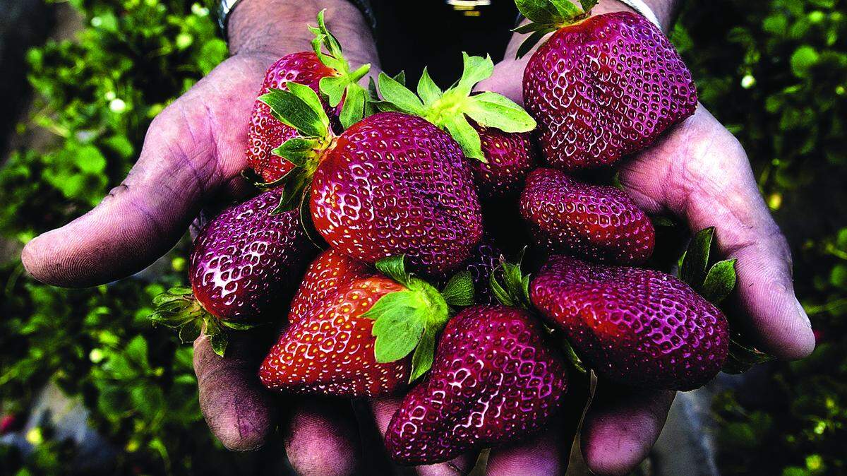 A farmer shows off some ripe strawberries at his field in Nipomo. In deference to COVID-19, the Santa Maria Valley Strawberry Festival will take a drive-through approach in 2021. The festival runs from April 28 to May 2 at the Santa Maria Fairpark, 937 S. Thornburg St.