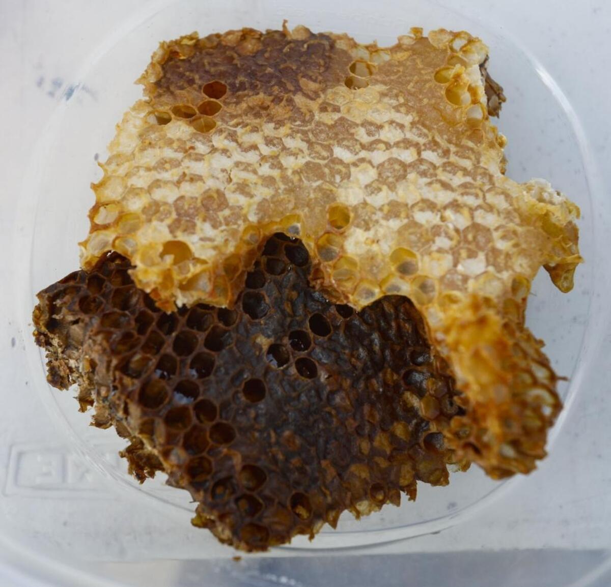 Pieces of honeycomb are among the offerings from California Bee Company at the Atascadero farmers market.