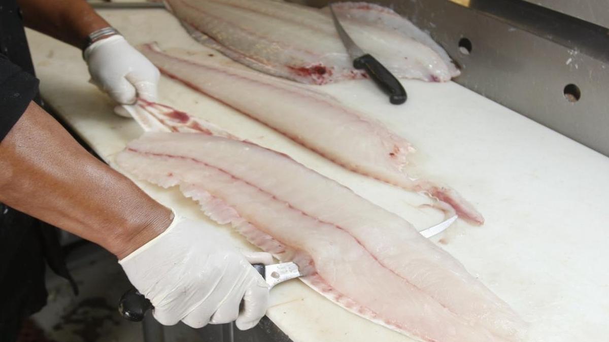 Abraham Esparza, supervisor at Tognazzinis Dockside Too fish market in Morro Bay, fillets a 35-pound halibut.