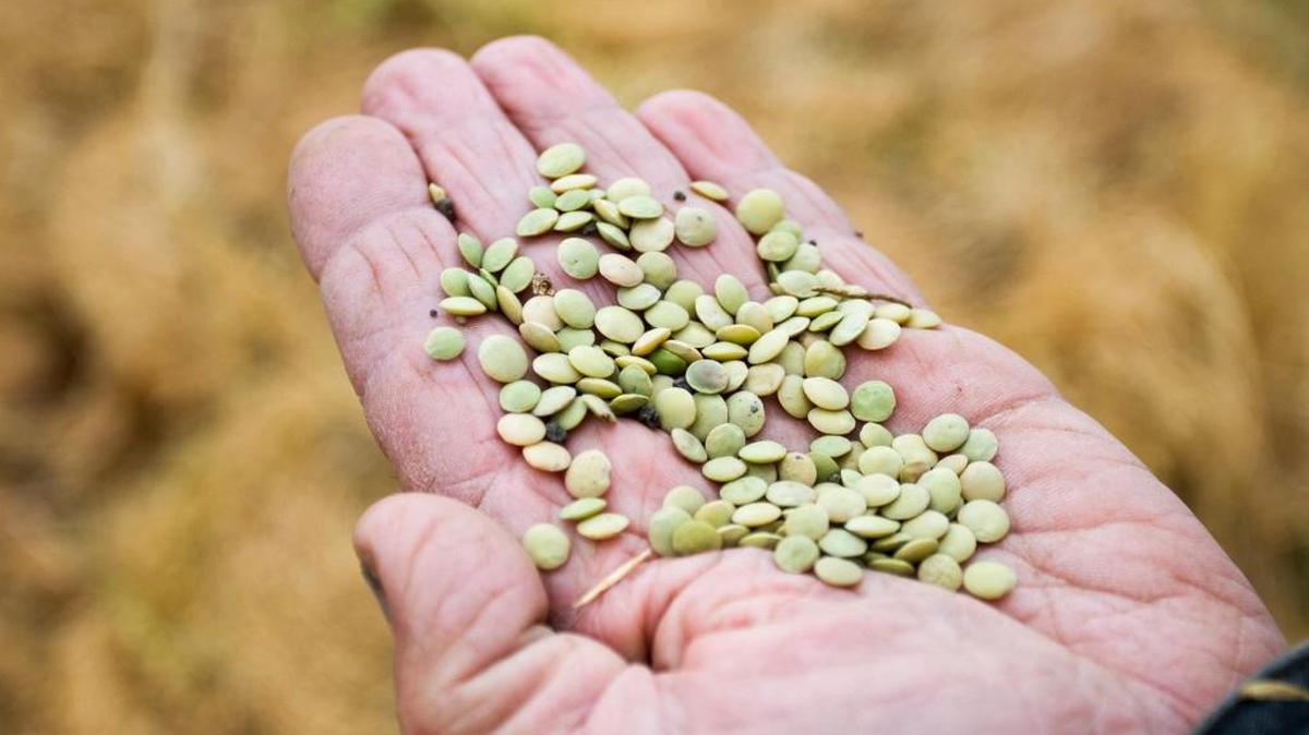 Green lentils are among the crops grown at Kandarian Organic Farms in Los Osos.