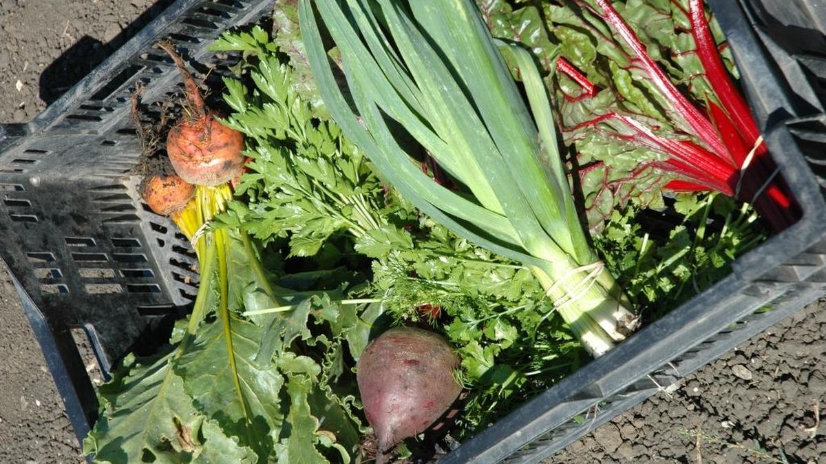 Red Barn Farms in San Luis Obispo grows crops including beets, chard, leeks and parsley.
