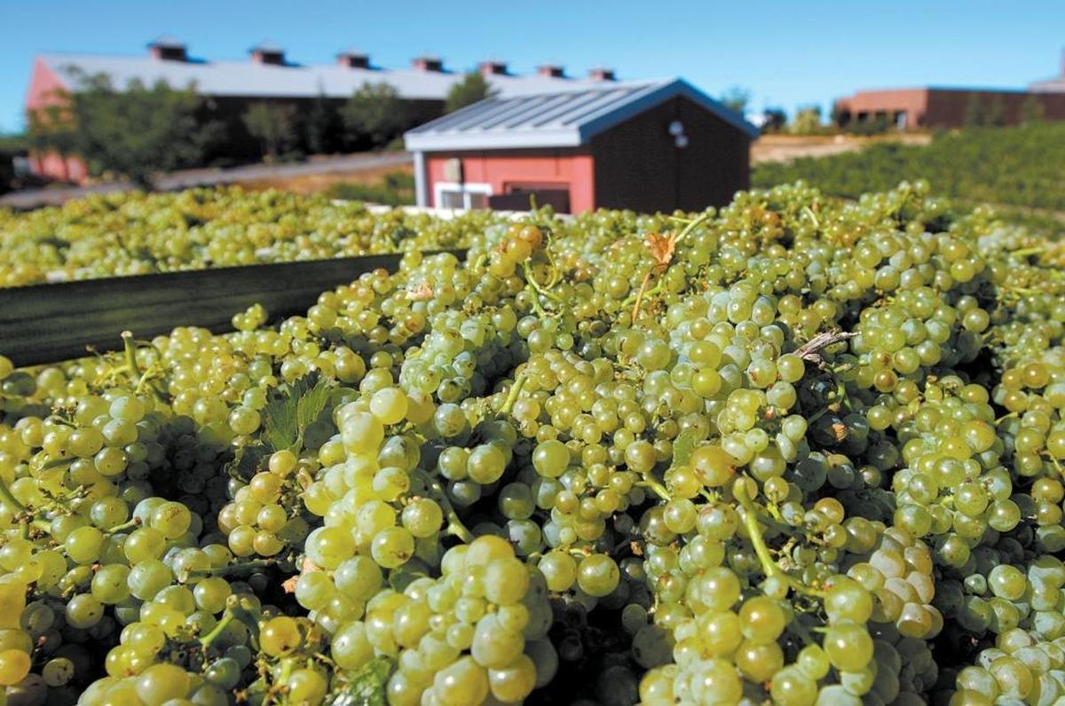 A truck load of recently harvested wine grapes makes its way to Robert Hall Winery in Paso Robles.