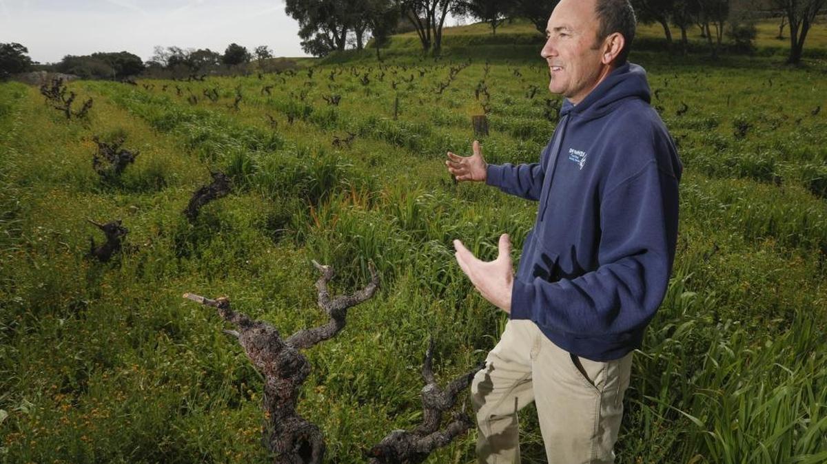 Turley Wine Cellars winemaker Karl Wicka points out the nearly century-old zinfandel vines planted in one of the Napa-based winery’s North County vineyards.