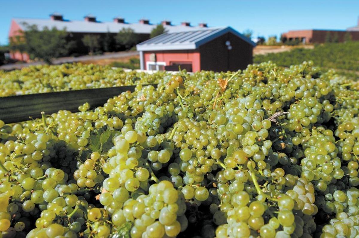 A truck load of recently harvested grapes makes its way to Robert Hall Winery in Paso Robles.