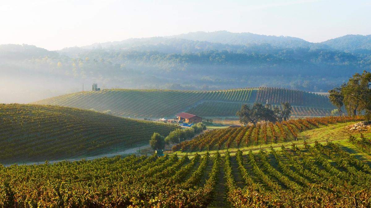 Tablas Creek Vineyard in Paso Robles is one of more than 200 wineries in the city, which was named one of the 10 Best Small Towns in the U.S.” by Country Living magazine.