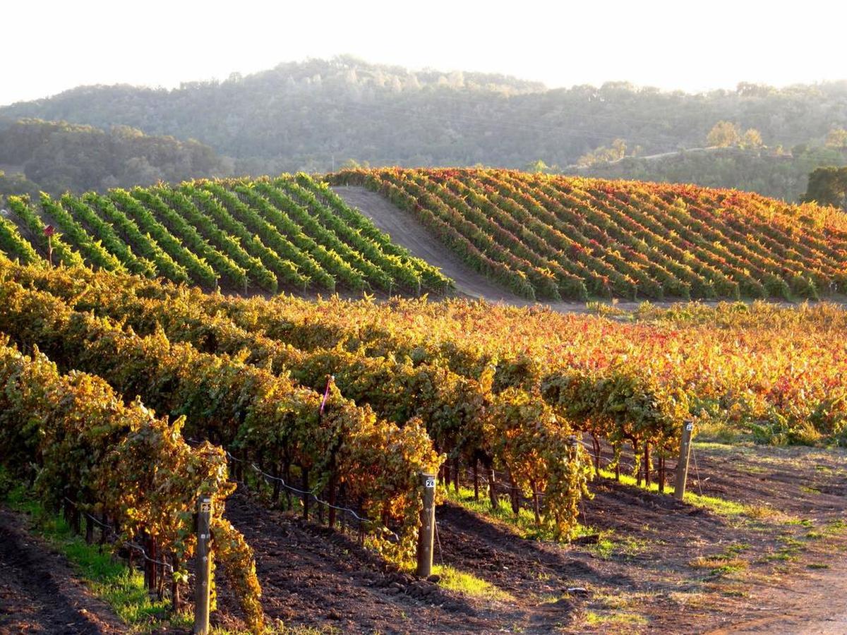 Tablas Creek Vineyard in Paso Robles specializes in white Rhône varietals.