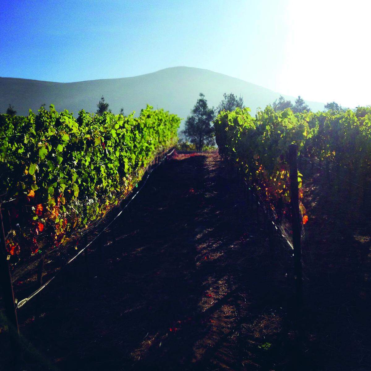 Deovlet Wines in San Luis Obispo is among the local wineries showcased in “Wine Trails: United States & Canada,” due out Oct. 16 from Lonely Planet.
