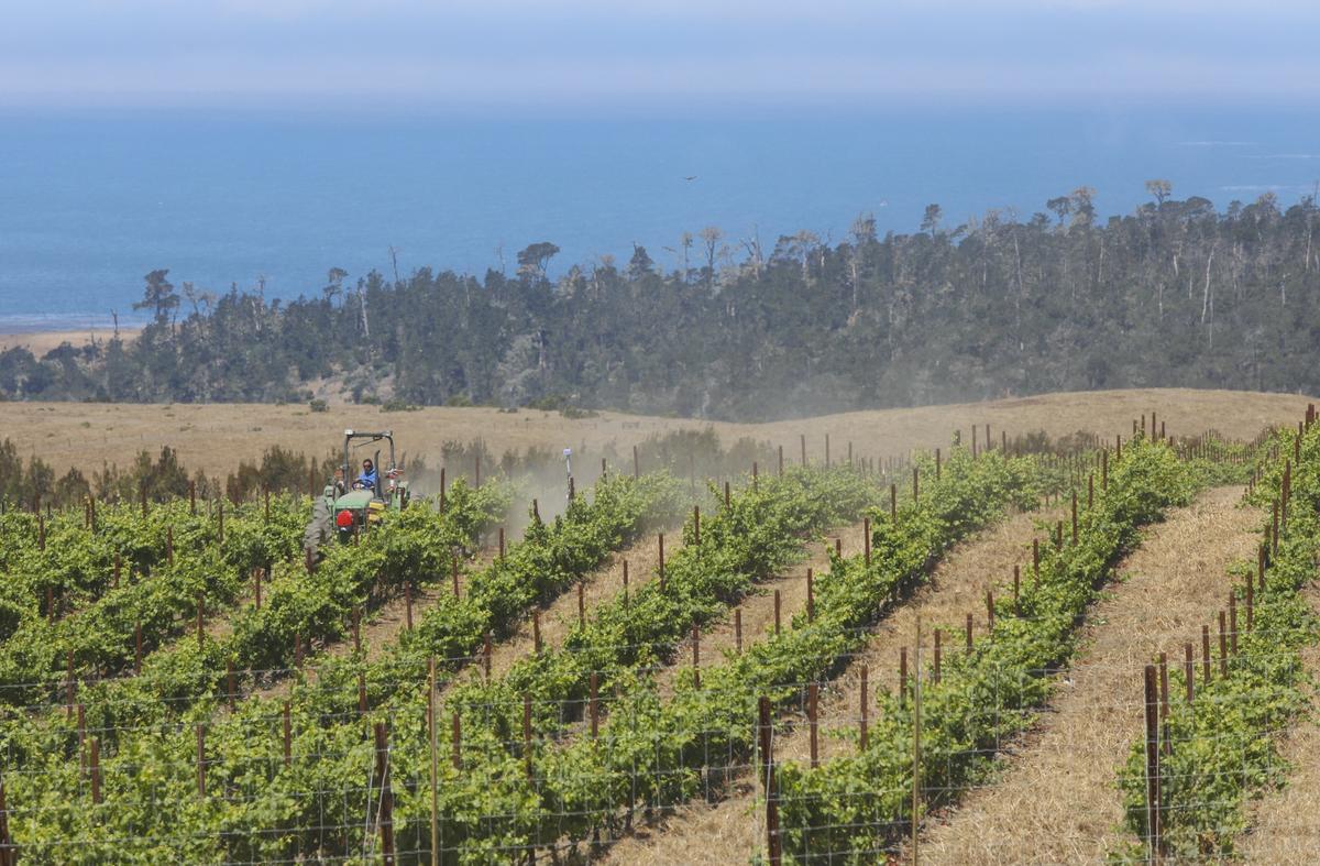 Derbyshire Vineyard, located just south of San Simeon, has views of the ocean and coastal fog.