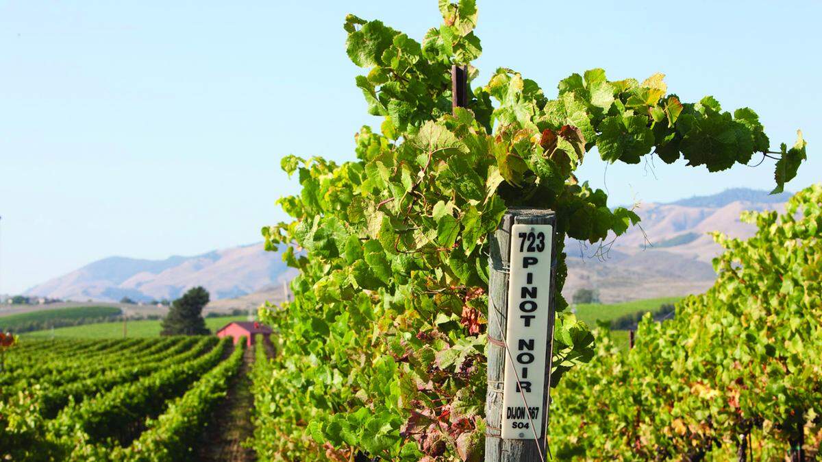 Pinot noir grapes grow at Chamisal Vineyards in San Luis Obispo’s Edna Valley.