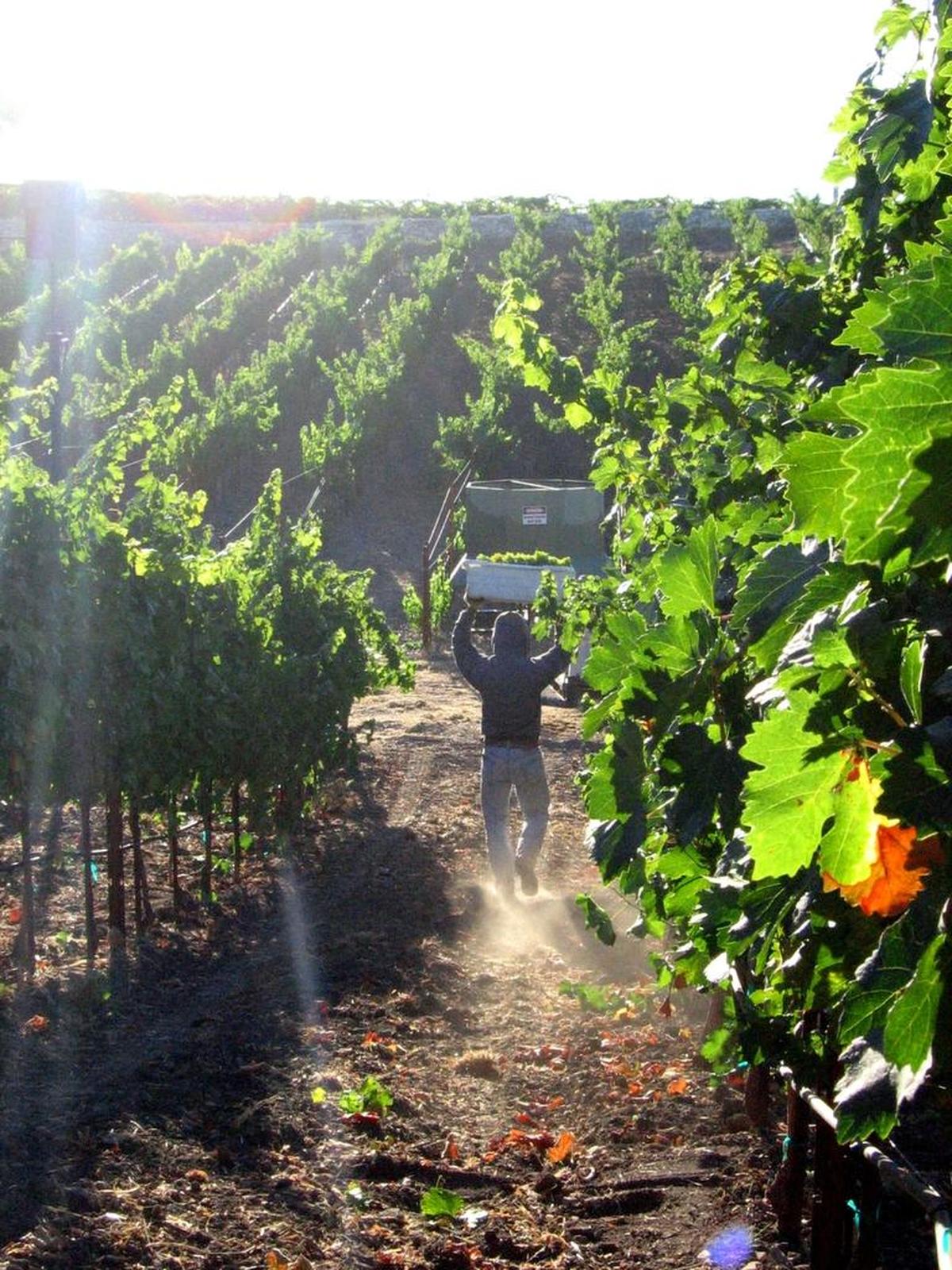 A worker carries a bin of wine grapes at Tablas Creek Vineyard in Paso Robles.