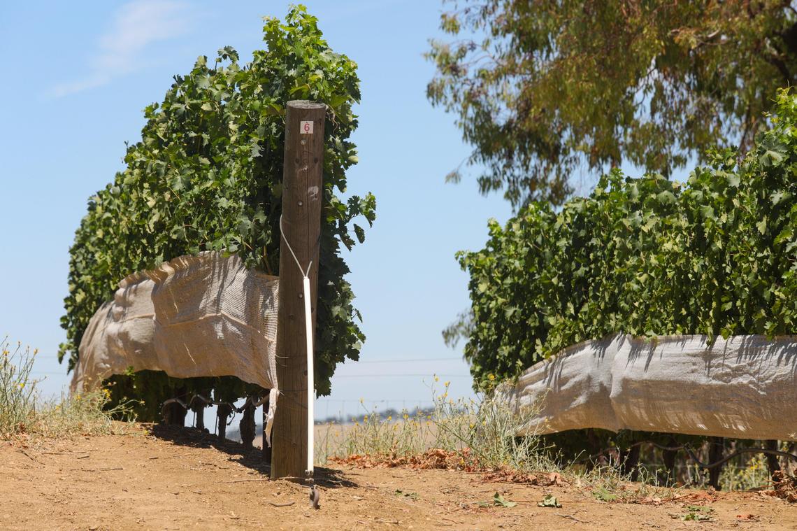 At Daou Vineyards and Winery in Paso Robles, shades attached to the sunny side of vines help regulate their temperature.