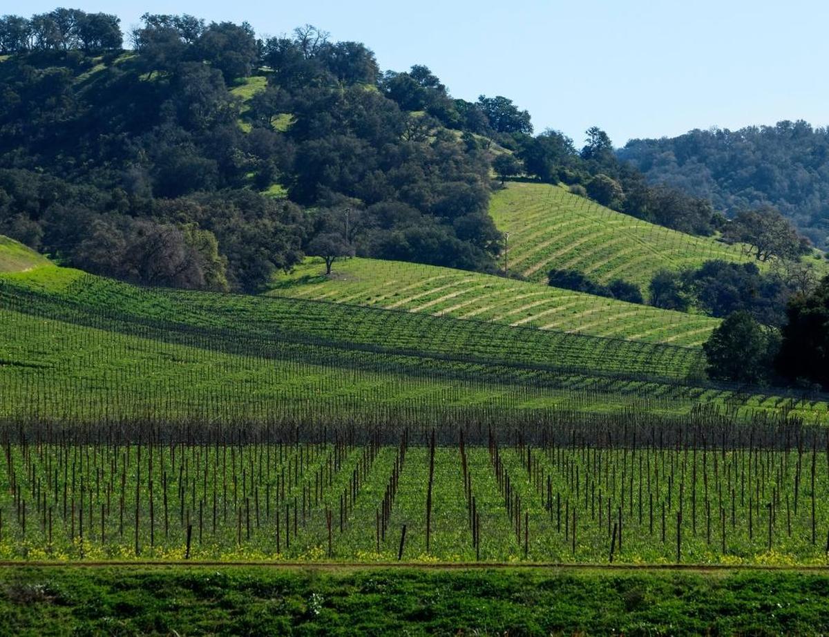 Vines top green rolling hills of Halter Ranch Vineyard in Paso Robles. It’s one of several local wineries showcased in the book “Wine Trails: United States & Canada,” due out Oct. 16 from Lonely Planet Food.