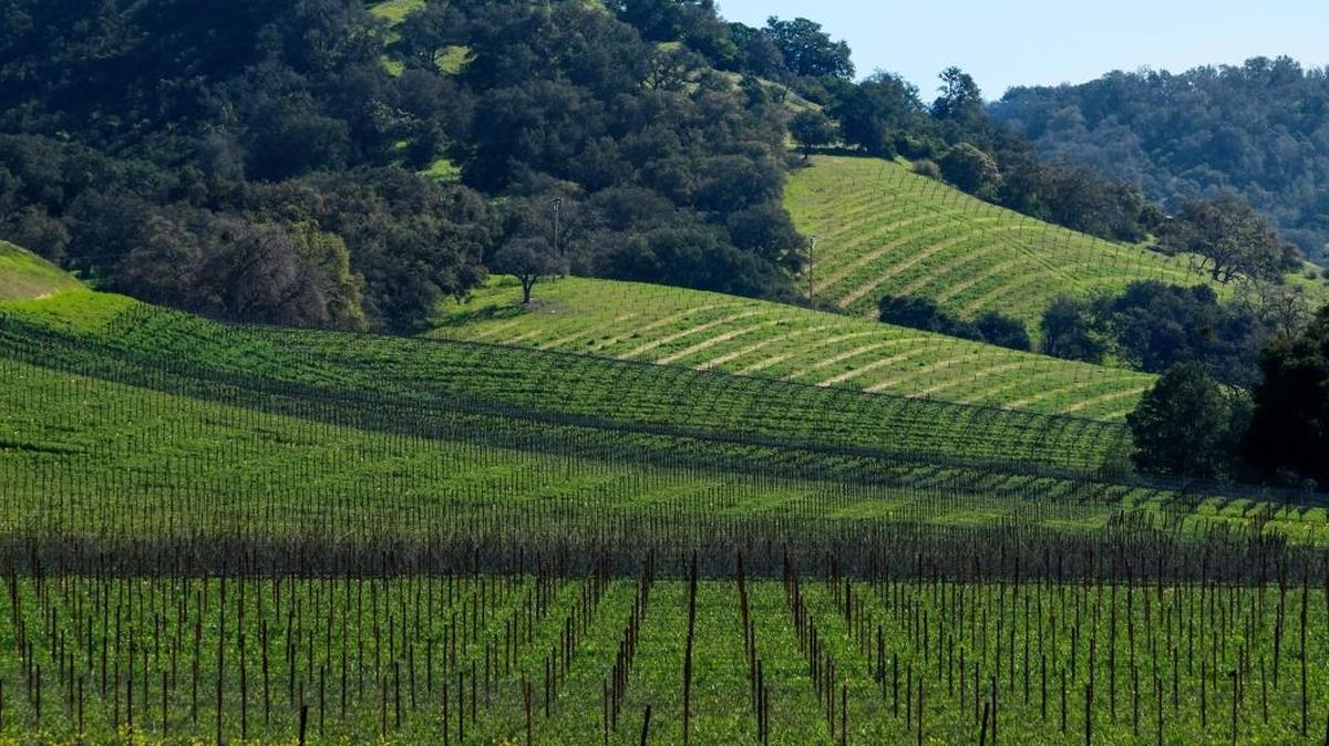 Vines top green rolling hills of Halter Ranch Vineyard in Paso Robles. It’s one of several local wineries showcased in the book “Wine Trails: United States & Canada,” due out Oct. 16 from Lonely Planet Food.