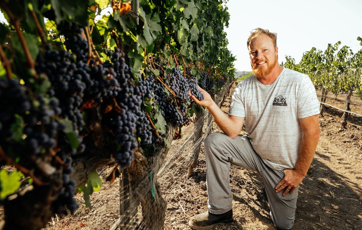 Firestone Walker Brewing Co. master blender Jim Crooks poses with cabernet franc grapes. He uses the varietal for his beer-wine hybrids that are part of the Terroir Project.