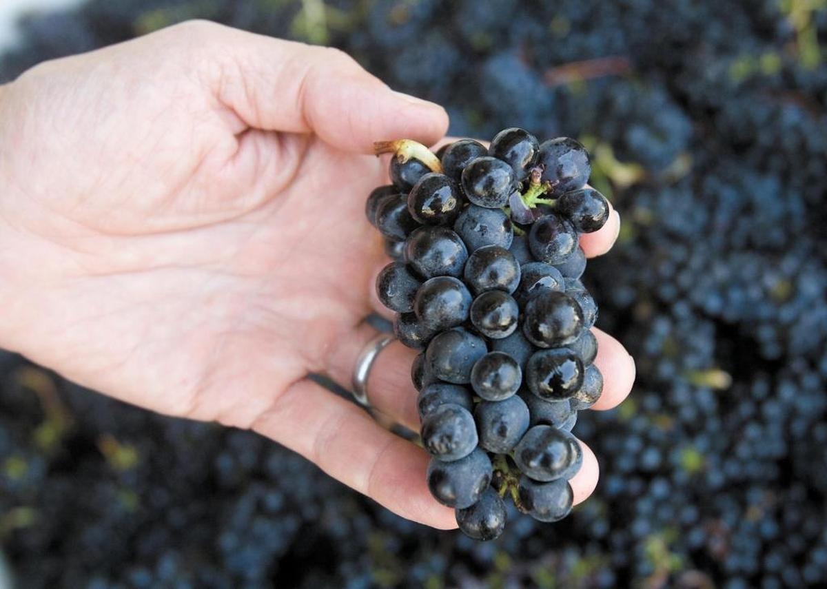 A man holds pinot noir grapes at a vineyard in Arroyo Grande.