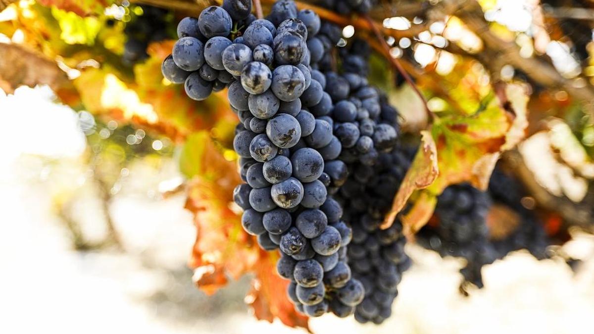 Teroldego, a rarely grown grape in the United States, is cultivated at Wolff Vineyards in San Luis Obispo.