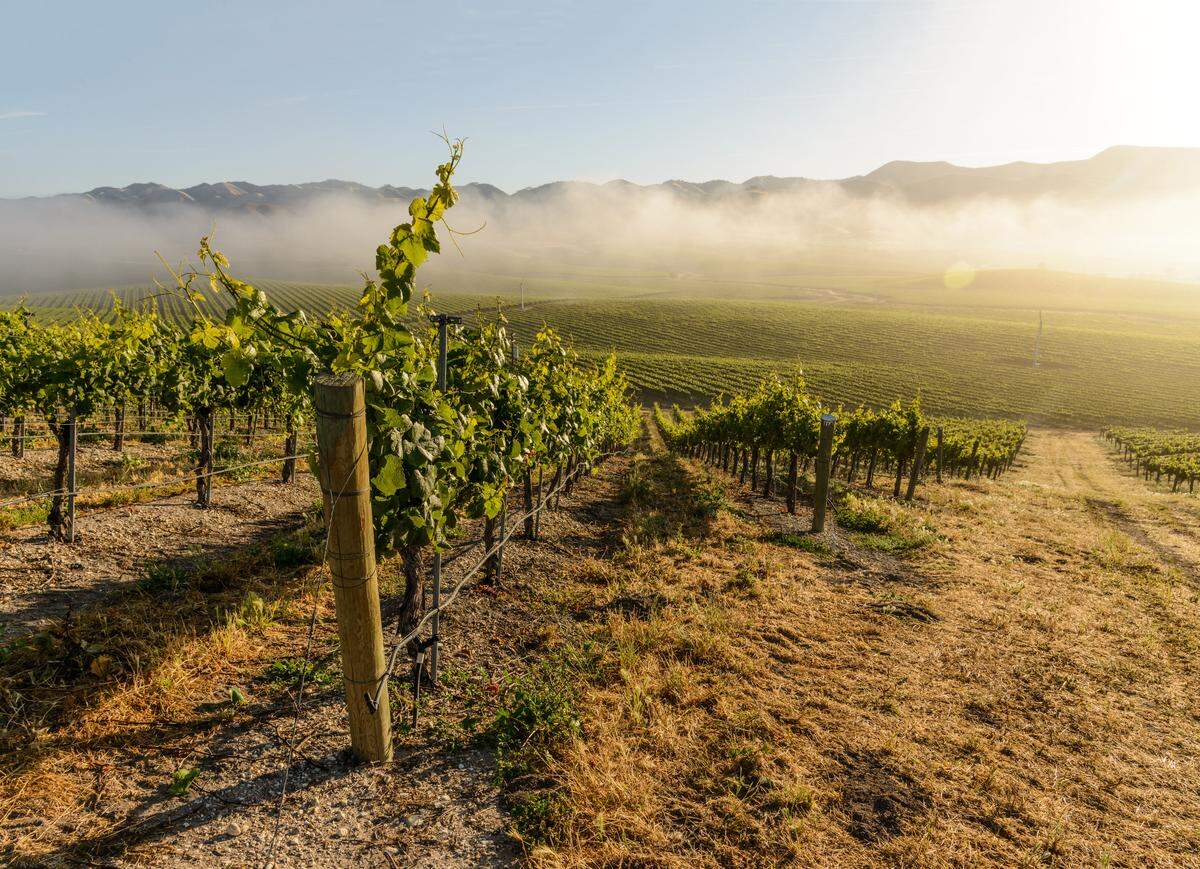 Fog drifts over Tolosa Vineyard in San Luis Obispo. Ocean breezes and coastal fog make for a long, cool growing season that produces chardonnays, pinot noirs and exotic whites such as albariño, grüner veltliner and gewürztraminer.