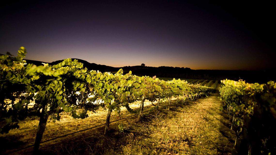 New owners rescue prominent SLO County winery from bankruptcy — and they’ve got local ties