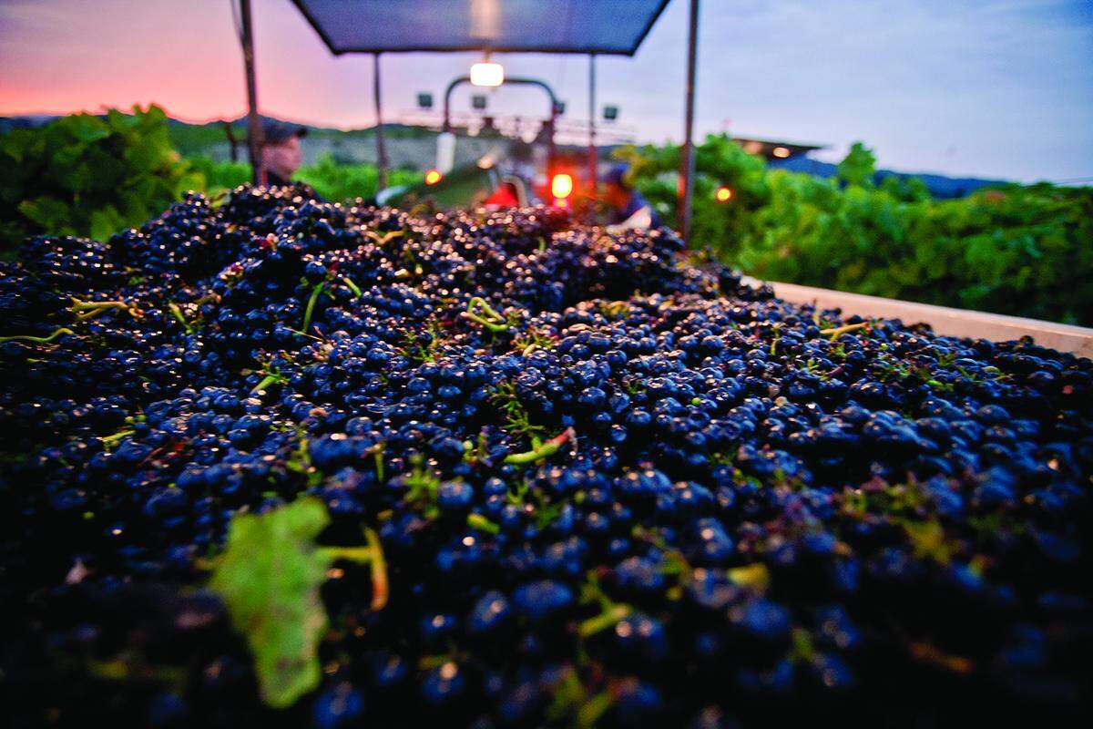 Grapes are gathered at harvest time at Chamisal Vineyards in San Luis Obispo.