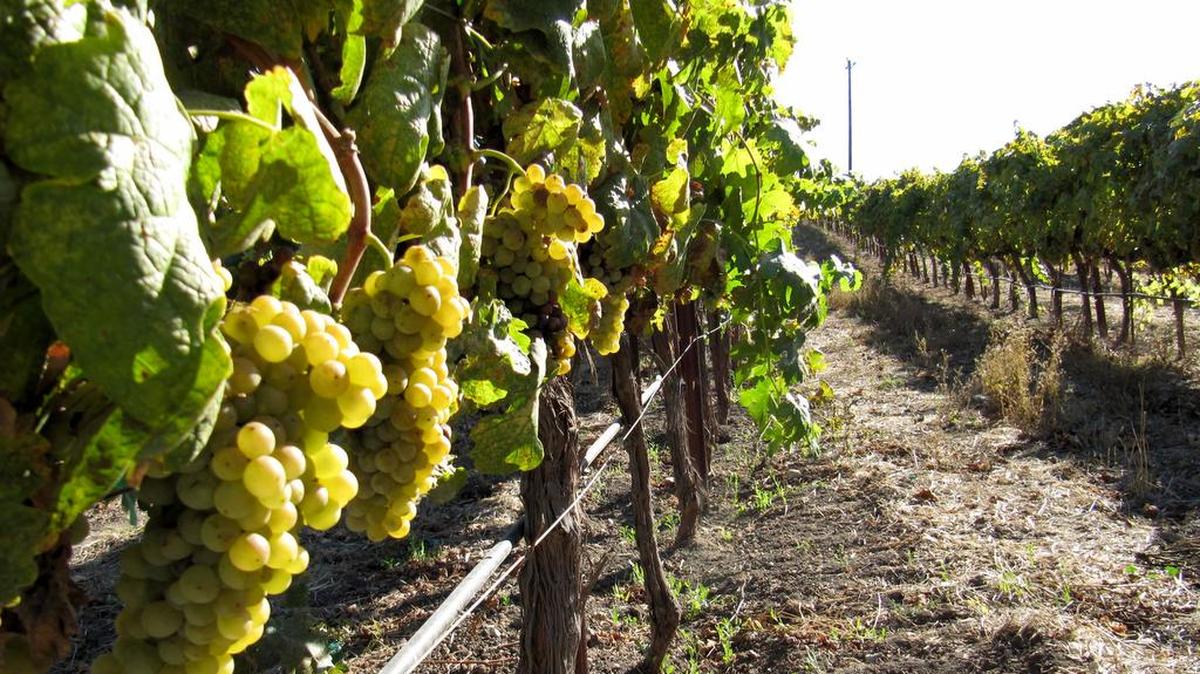 Grenache blanc grapes ripen on the vine at Paso Robles winery Tablas Creek Vineyard, which specializes in white Rhône varietals.