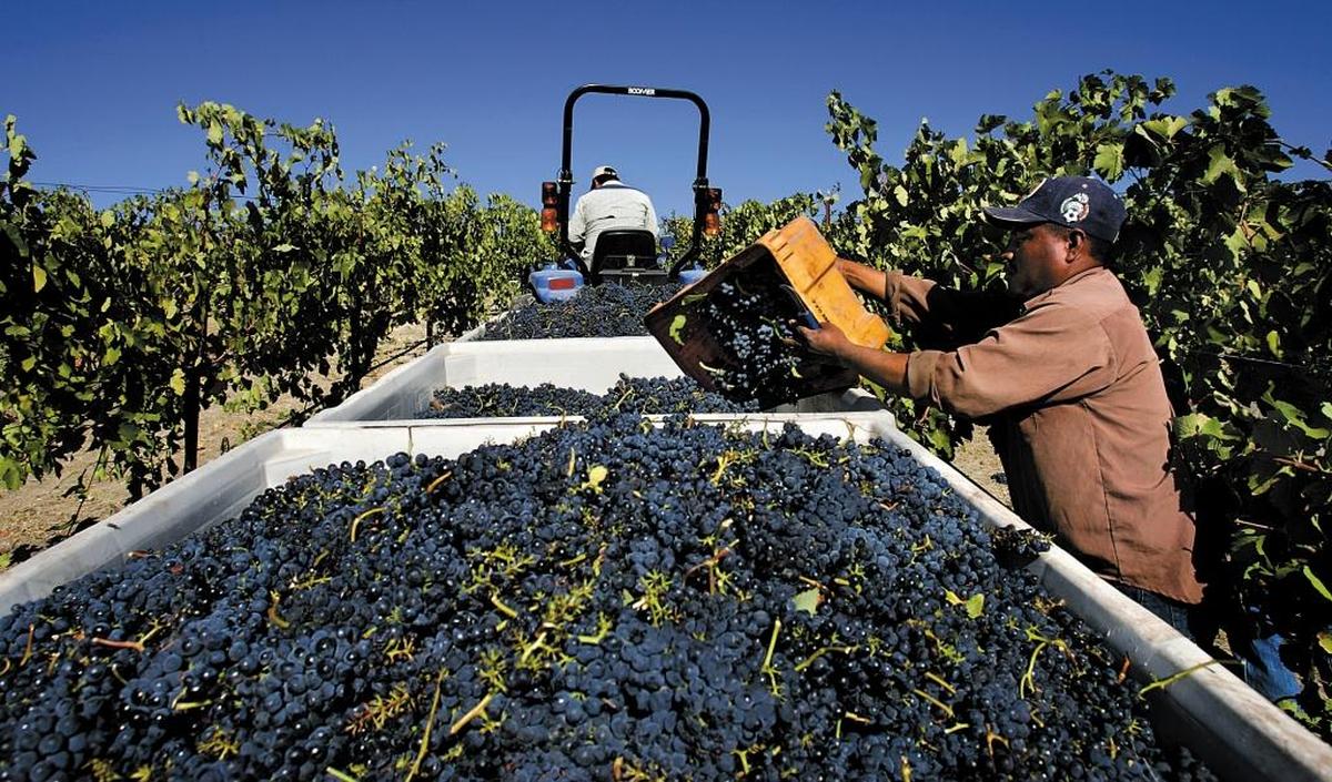 Juan Artero Garcia fills up crates with grapes during the harvest of syrah grapes at Vista Grande Vineyards in San Miguel. A few Central Coast festivals have ties to the wine grape harvest, including Harvest on the Coast in Avila Beach and Harvest Wine Weekend in Paso Robles.