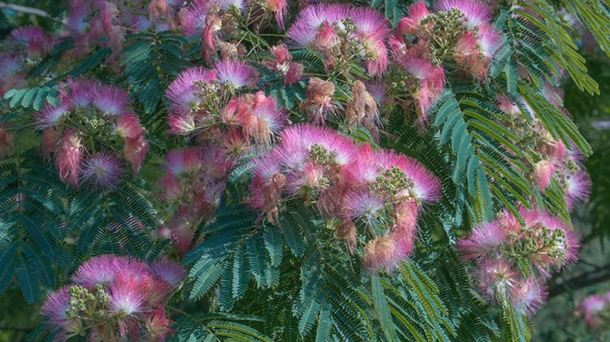 Albizia julibrissin, known as a mimosa or silk tree, is what sometimes is referred to as a “weed tree” that can become a nuisance.