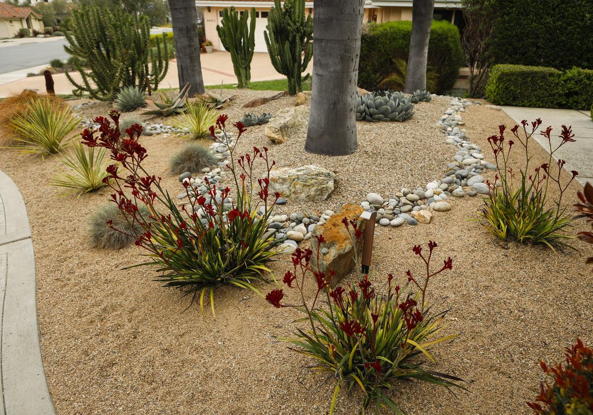 Three large trees anchor the front section of Warren and Vanessa Fujimoto's San Luis Obispo garden, which features large cacti, succulents and small grasses interspersed with boulders.