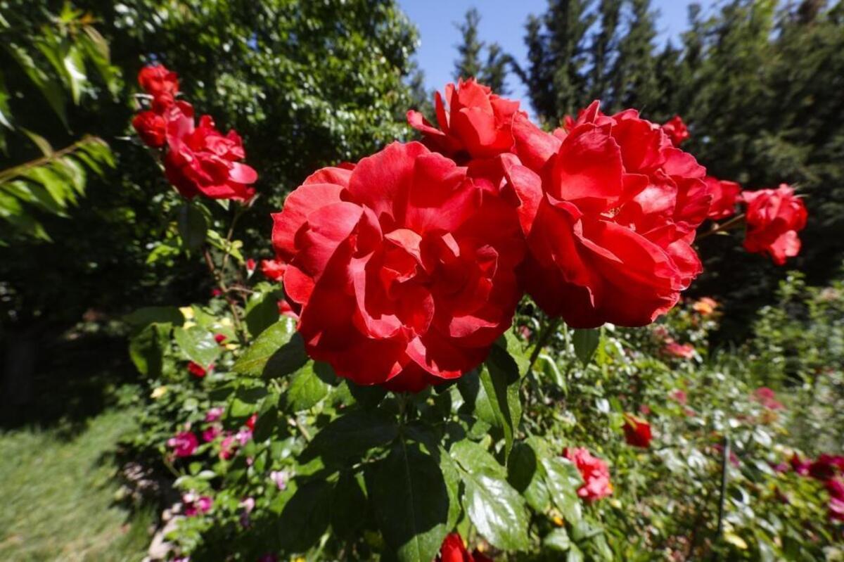 Fragrant red roses