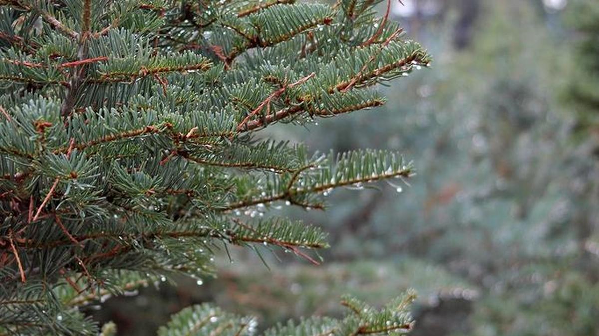 A living Christmas tree can be enjoyed for many years.