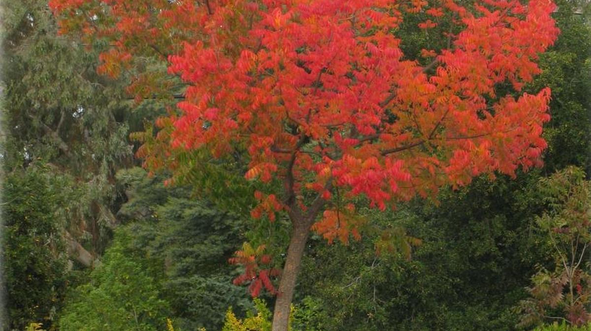 Chinese Pistache (Pistacia chinensis)