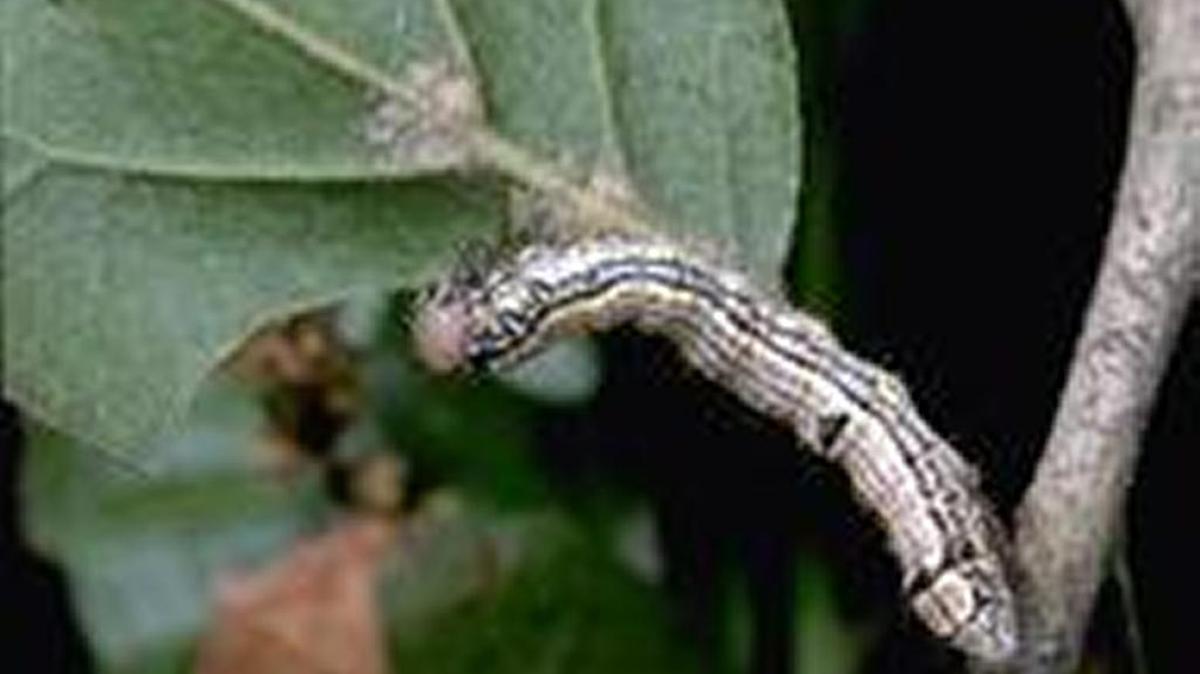 The oakworm feeds on oak trees.