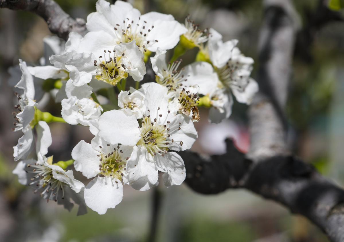 A Japanese pear tree blossoms in Cathy Van Orman’s Atascadero garden.