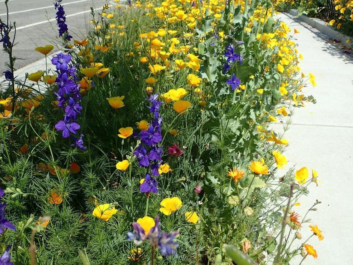 Thanks to DeLisa Harris, the usually sparse strip of dirt along the sidewalk is filled with California poppies, calendula, larkspur and rosemary in DeLisa Harris’s garden in Paso Robles.
