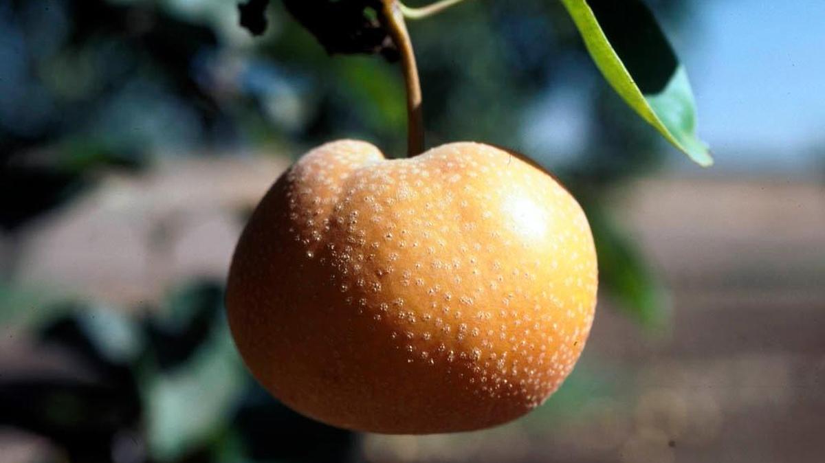 When thinning pear trees, leave 1-2 fruit per spur.